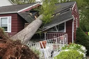 Emergency Tree Removal
